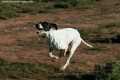 Pedigree SKIPPER DU MAS DU ZOUAVE Pedigree SKIPPER DU MAS DU ZOUAVE